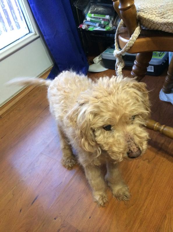 This is my dog.  Please enjoy!